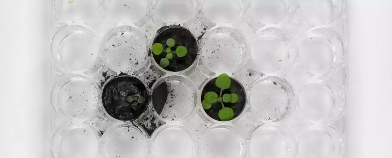 For The First Time, Scientists Have Grown Plants in Moon Dirt. It Didn't Go Great