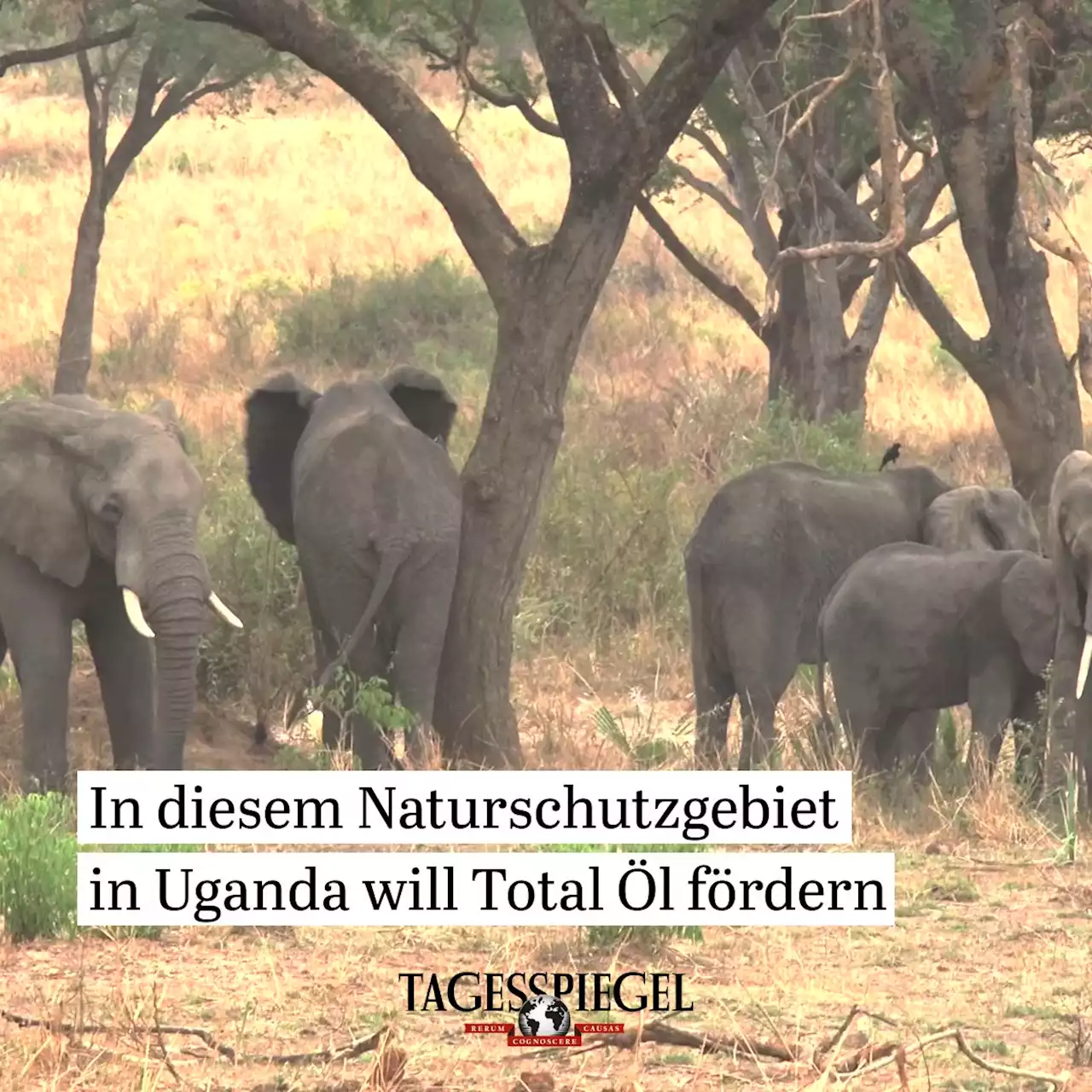 Öl im Nationalpark: Das bedeutet Totals Ölförderung für die Menschen in Uganda