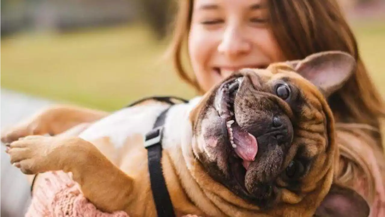 5 cost-saving ways to keep your pets healthy — and happy