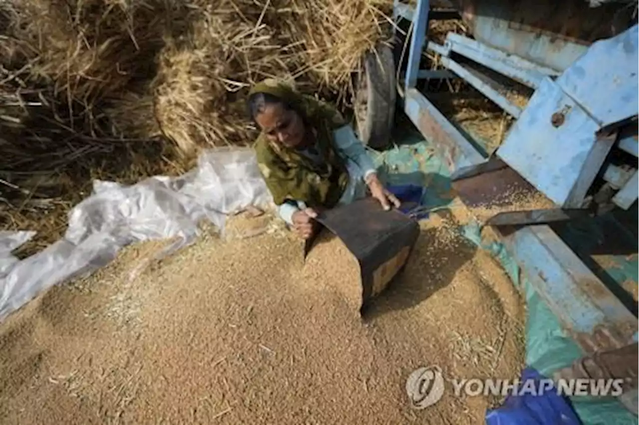 인니는 팜유, 인도는 밀 수출 금지…'식량보호주의' 확산 | 연합뉴스