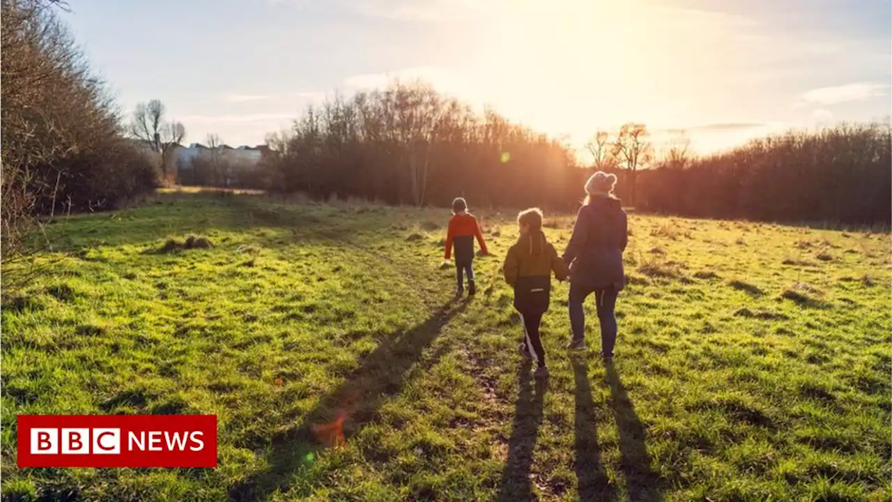 Vitamin D: Could UV-mushrooms help fix the nation’s issue?