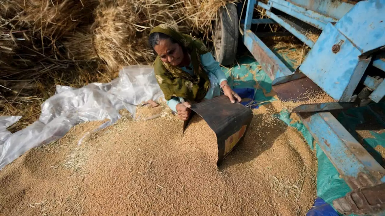 India open to exporting wheat to needy nations despite ban