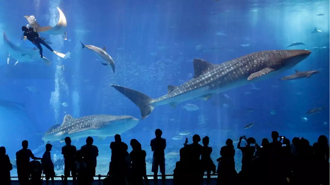 Whale shark study finds collisions with large vessels may be factor in population decline