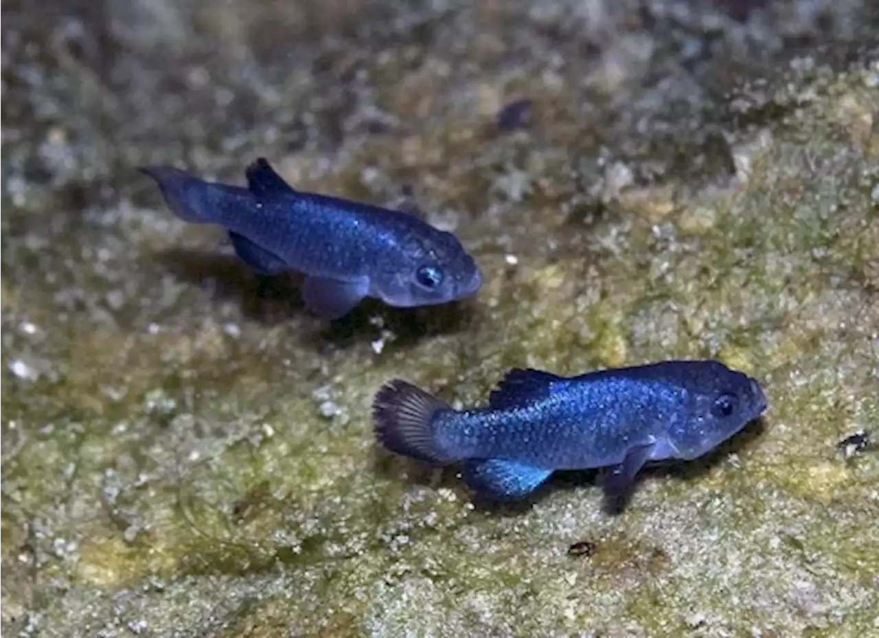 Rarest Fish on Earth: Devils Hole Pupfish