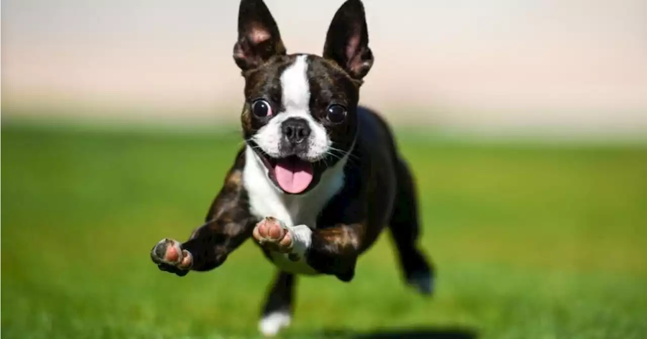 A look at the fastest dog breeds in the world