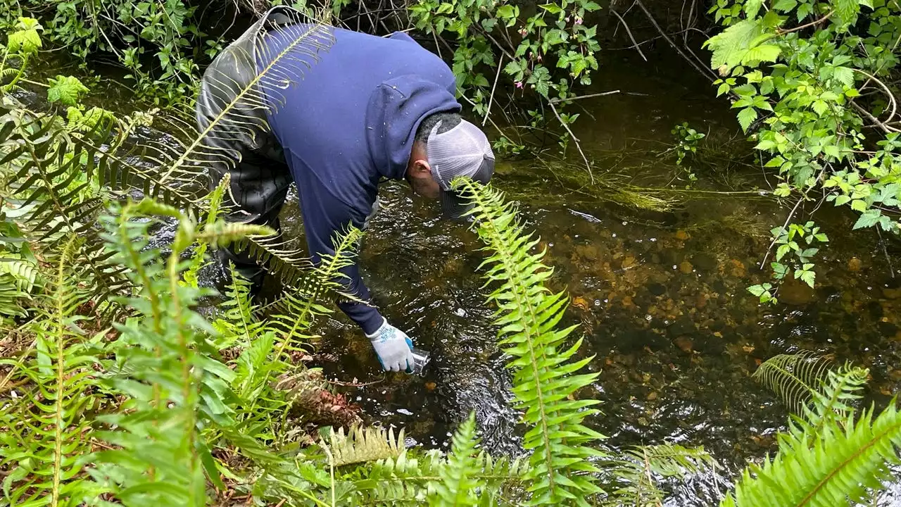 SeaTac Public Works release baby salmon into Des Moines Creek