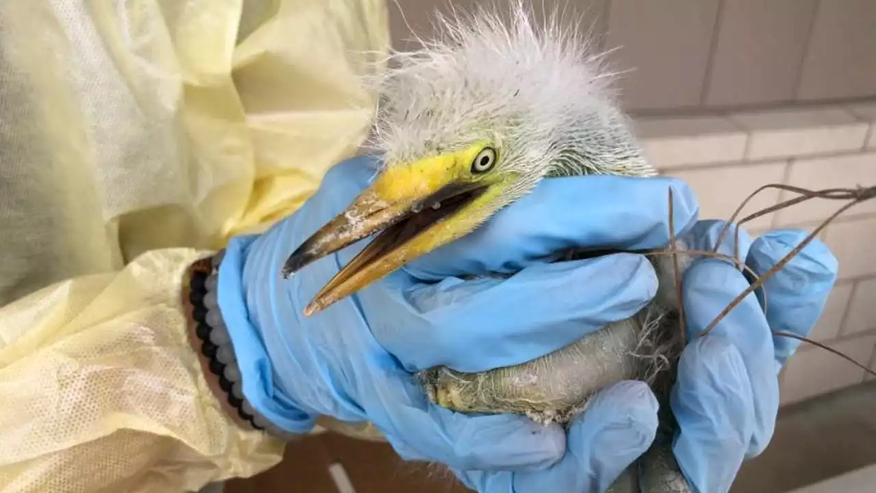 71 injured, orphaned Great Blue Herons, Great Egrets rescued by Houston SPCA