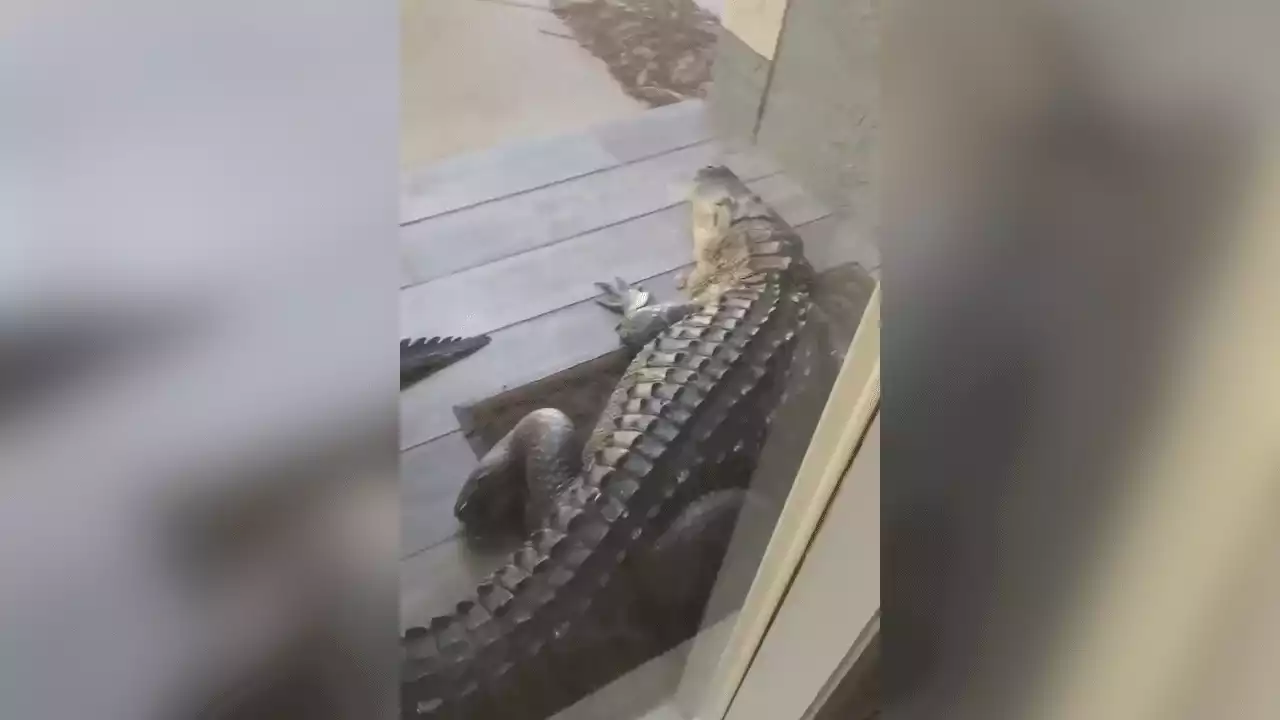 Florida man's front door blocked by massive alligator