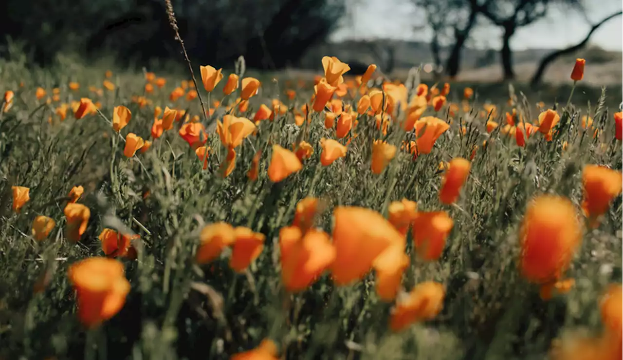 Wildflower Fields Are More Than Just Pretty To Look At—Here’s Why They’re an Important Part of Preserving Natural Habitats