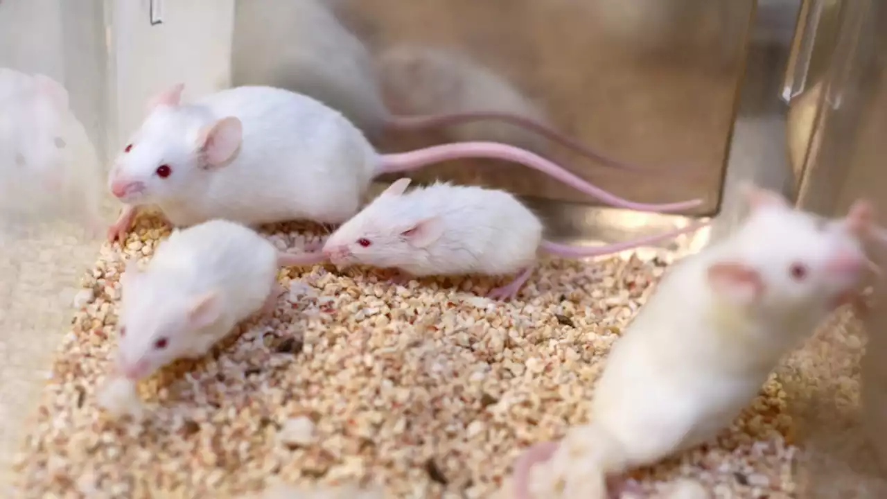 The laboratory conditions we provide to mice may be affecting study results adversely