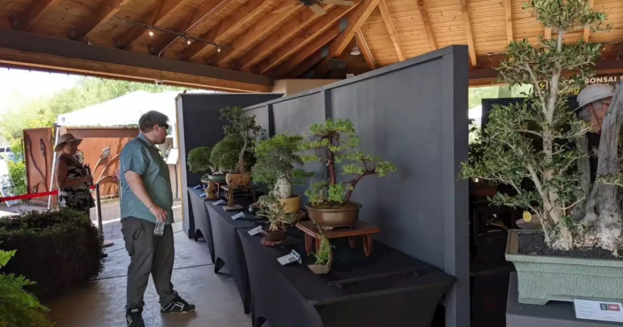 Tucson Bonsai Society host 50th Annual Living Art Bonsai Exhibition