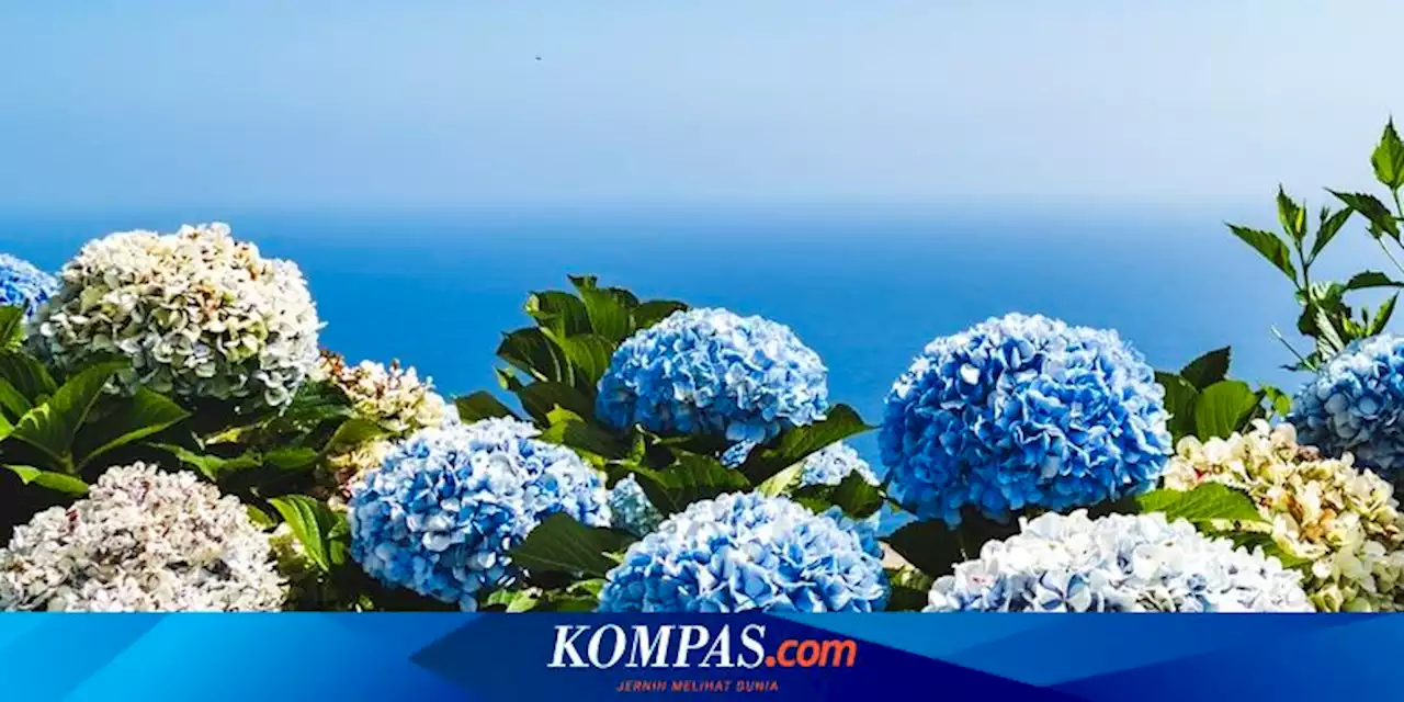 4 Tanaman yang Cocok Ditanam Bersama Bunga Hortensia