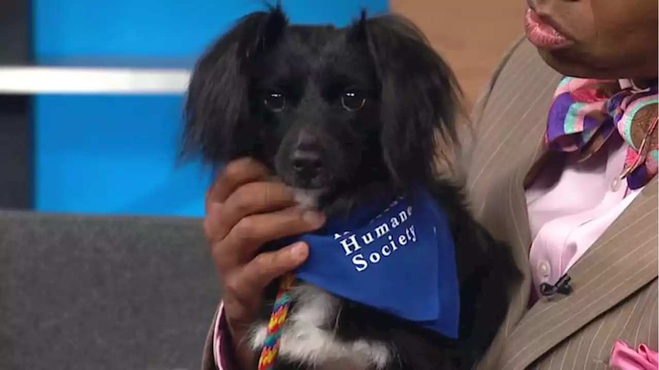 KPRC 2 Pet Project: Meet Cody, a pup with a pep in his step