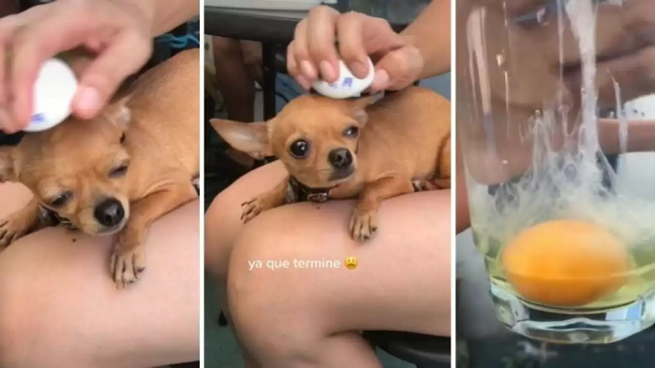 'Mal de ojo': Perrita no quiere comer y joven le hace 'limpieza energética' con un huevo (VIDEO)