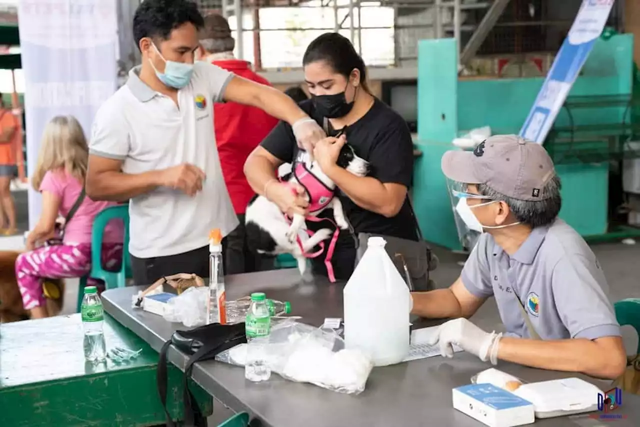 Valenzuela City offers free dog microchipping, anti-rabies vaccination