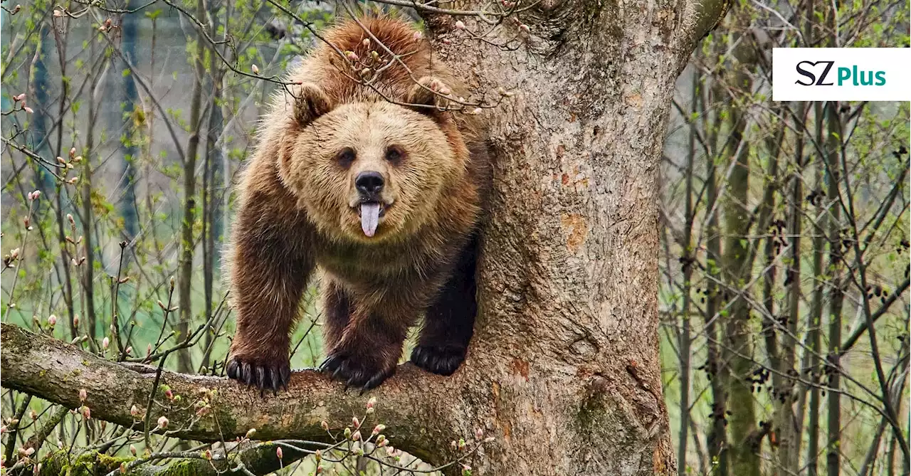 Ganz schön wild