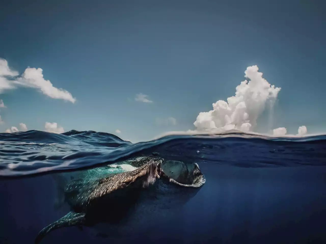 Global shipping trade is killing whale sharks