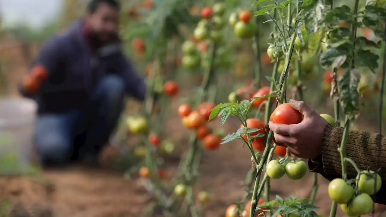 ابيضاض الطماطم من الداخل لا يشير إلى احتوائها على نسبة كبيرة من الهرمونات