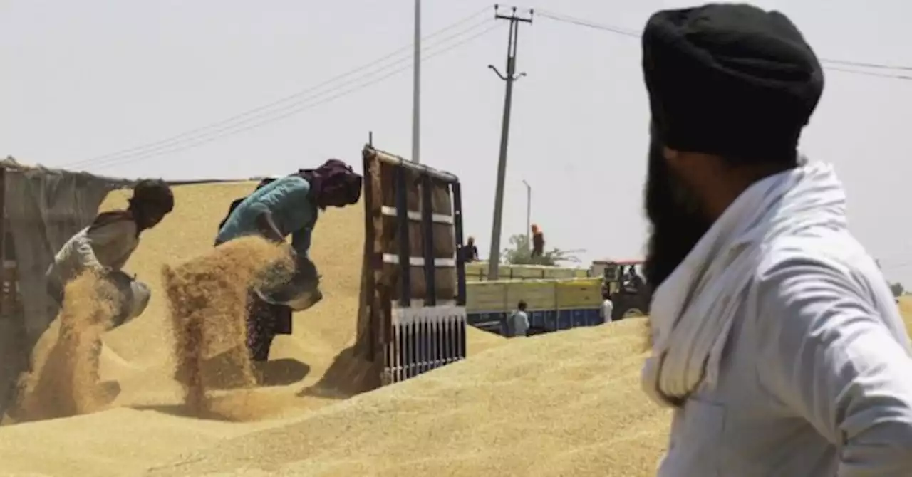 Global Food Crisis: Export Ban Sees Wheat Prices Hit Record High