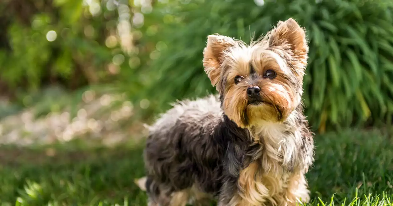Halshogde hund som hevn