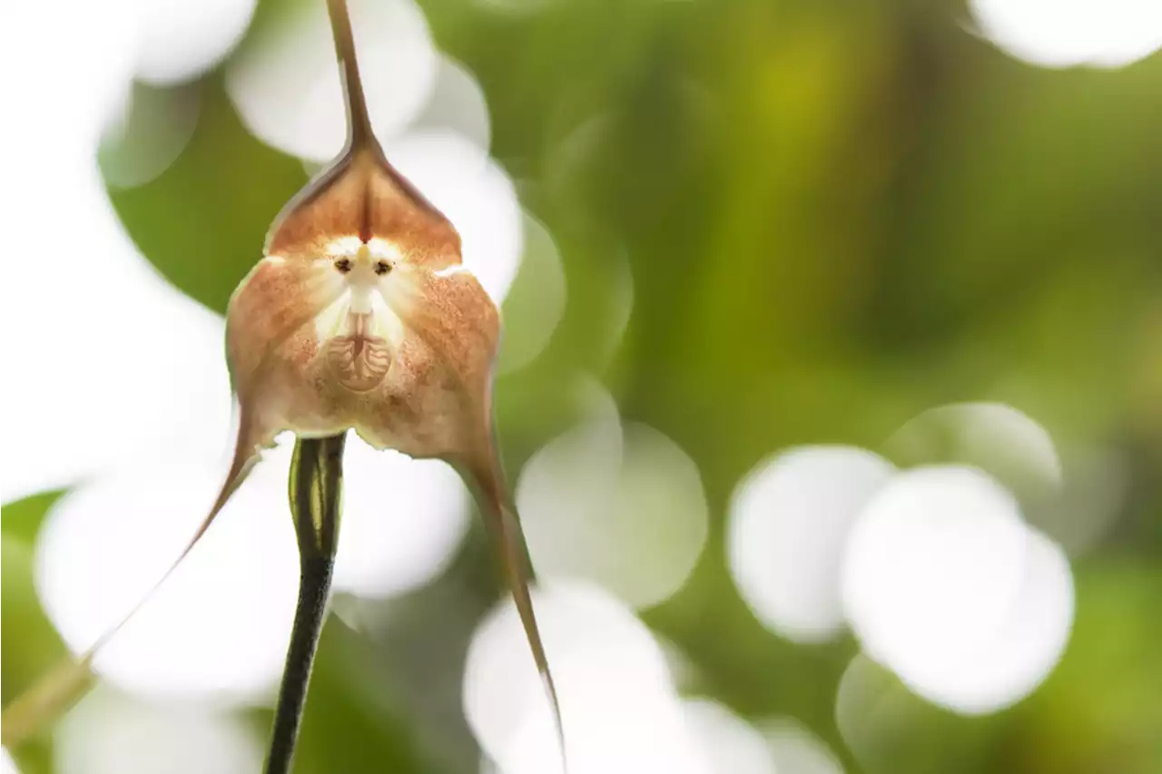 5 of the Strangest Looking Flowers