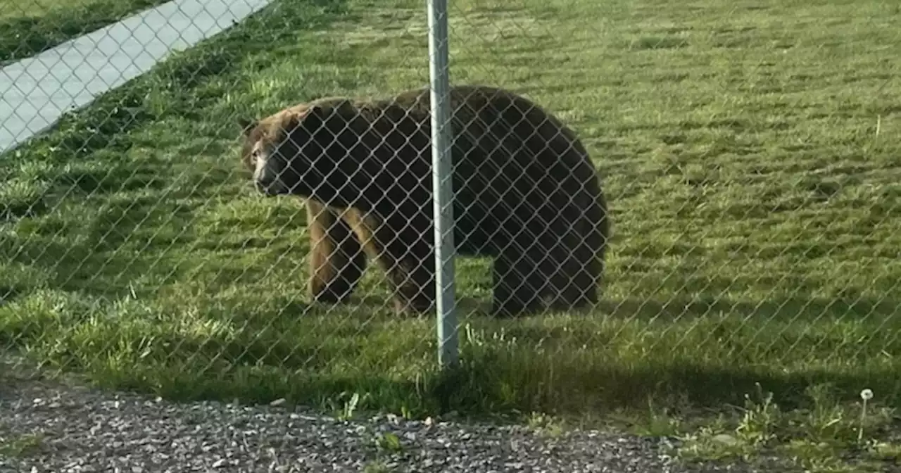 Black bear wanders onto Utah middle school campus