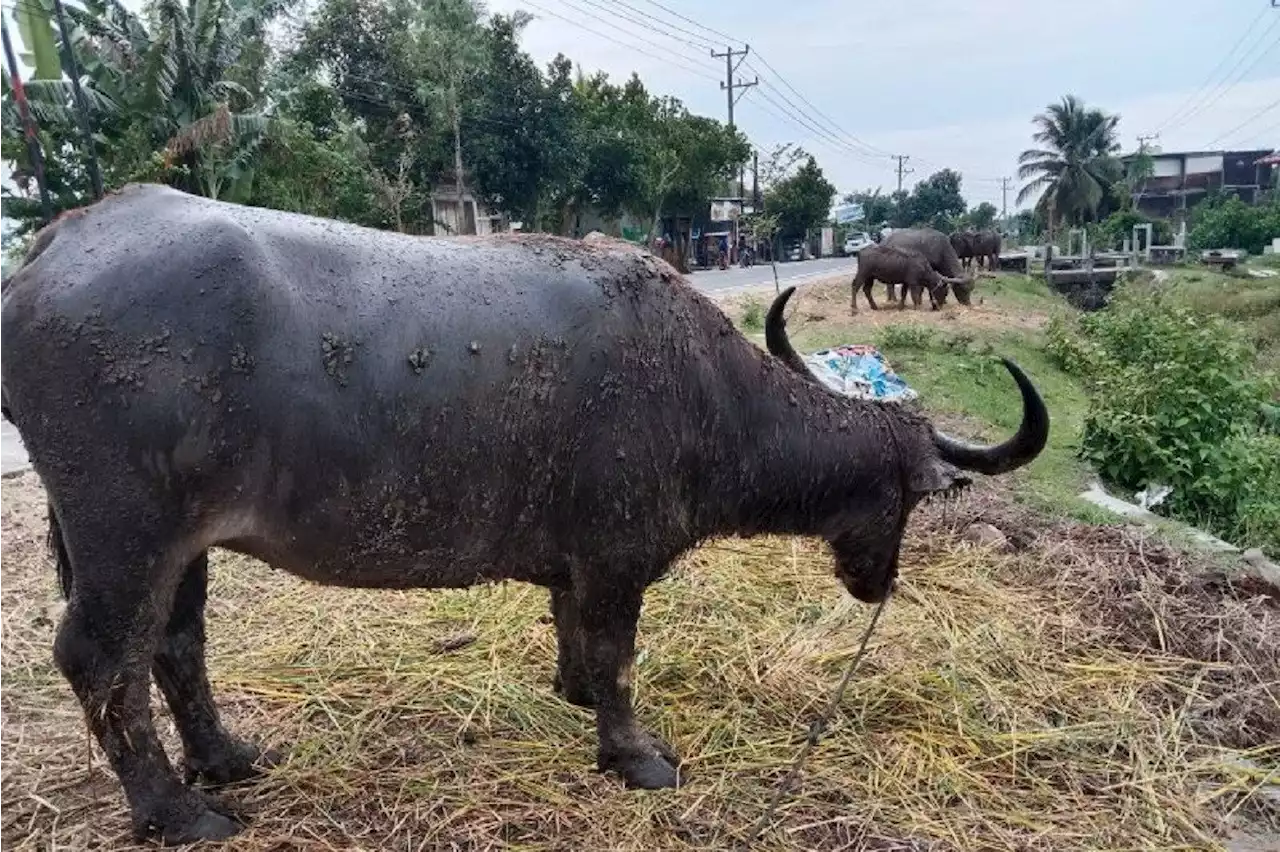 300 Lebih Kasus PMK di NTB, Pemprov Setop Lalu Lintas Sapi