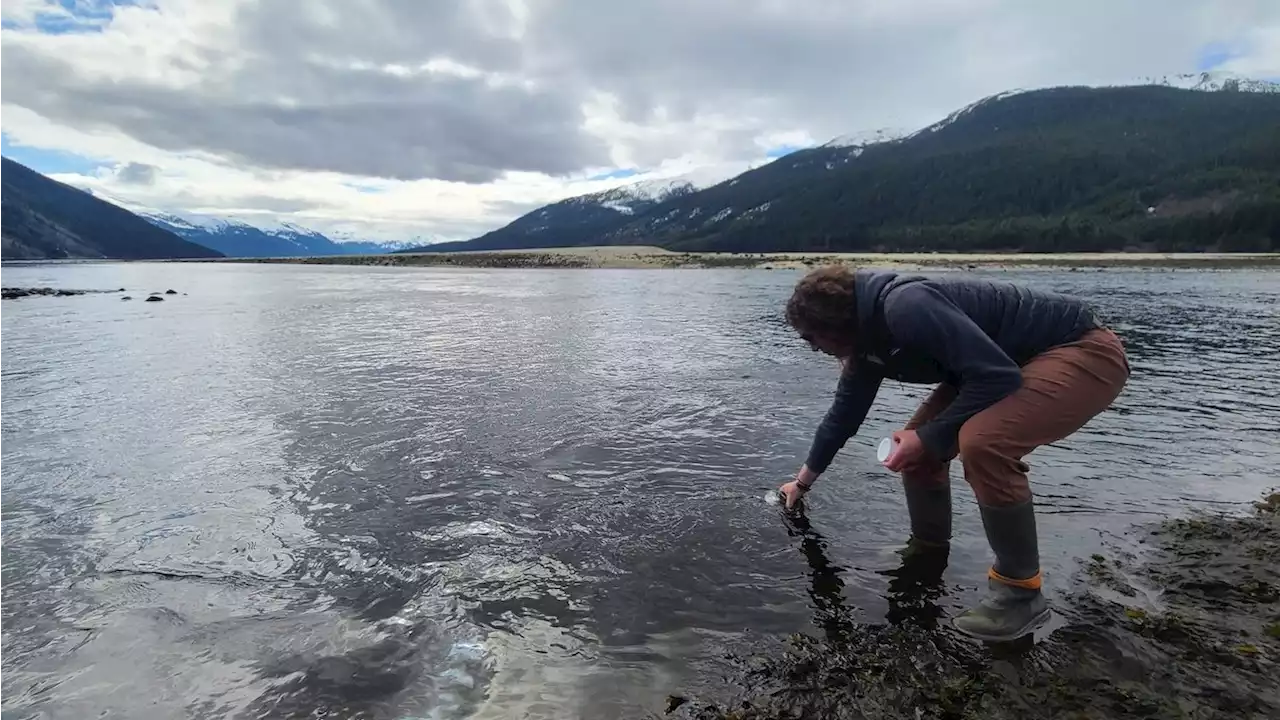 Spring is time to celebrate, and study, eulachon in Southeast Alaska