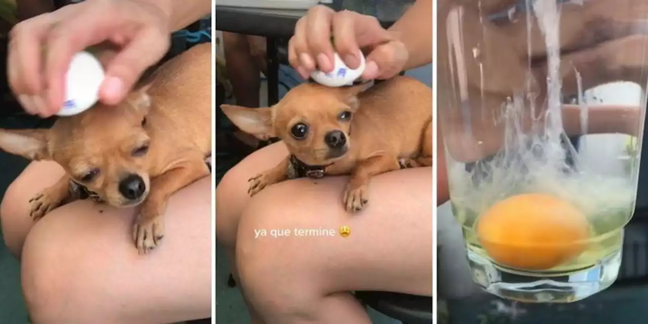 'Mal de ojo': Perrita no quiere comer y joven le hace 'limpieza energética' con un huevo (VIDEO)