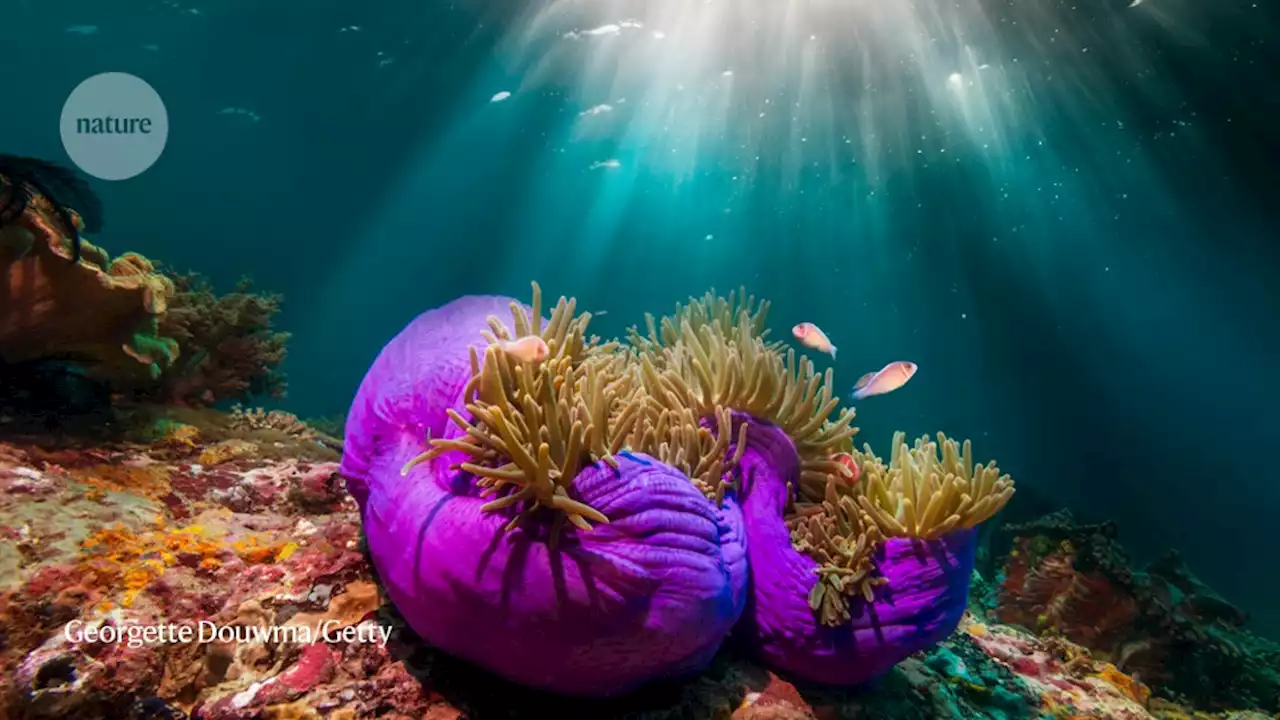 A common sunscreen ingredient turns toxic in the sea — anemones suggest why