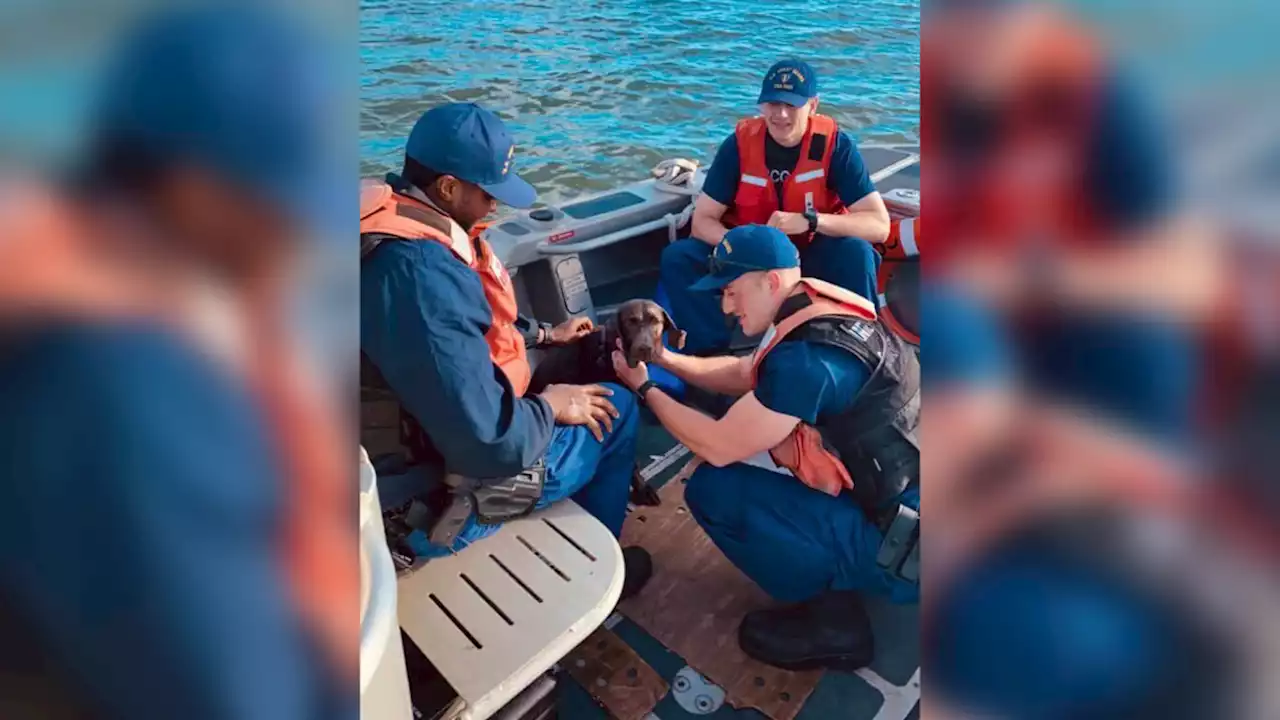 Pup Overboard! Coast Guard Rescues Dog Off North Carolina Coast