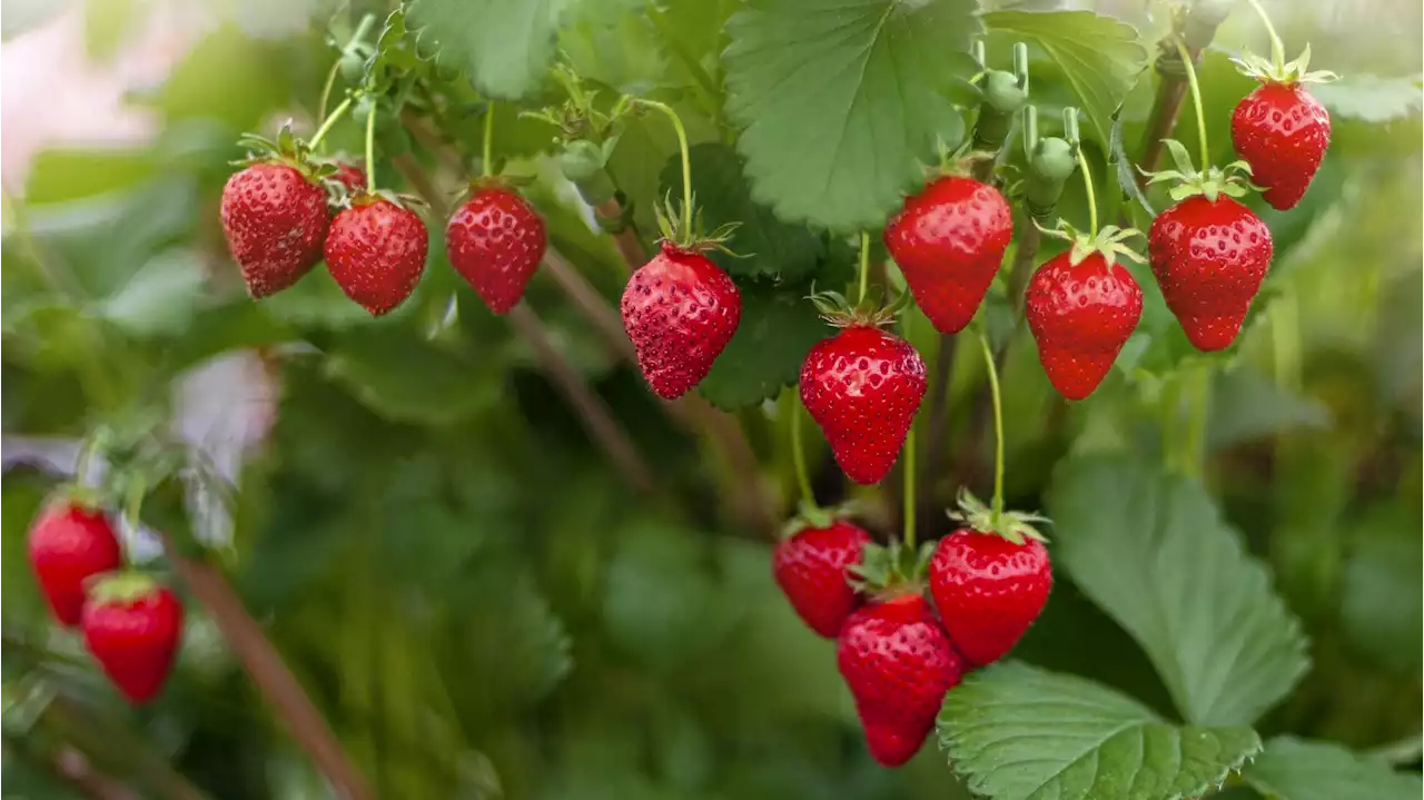 LIST: Places to go Strawberry Picking Near San Diego