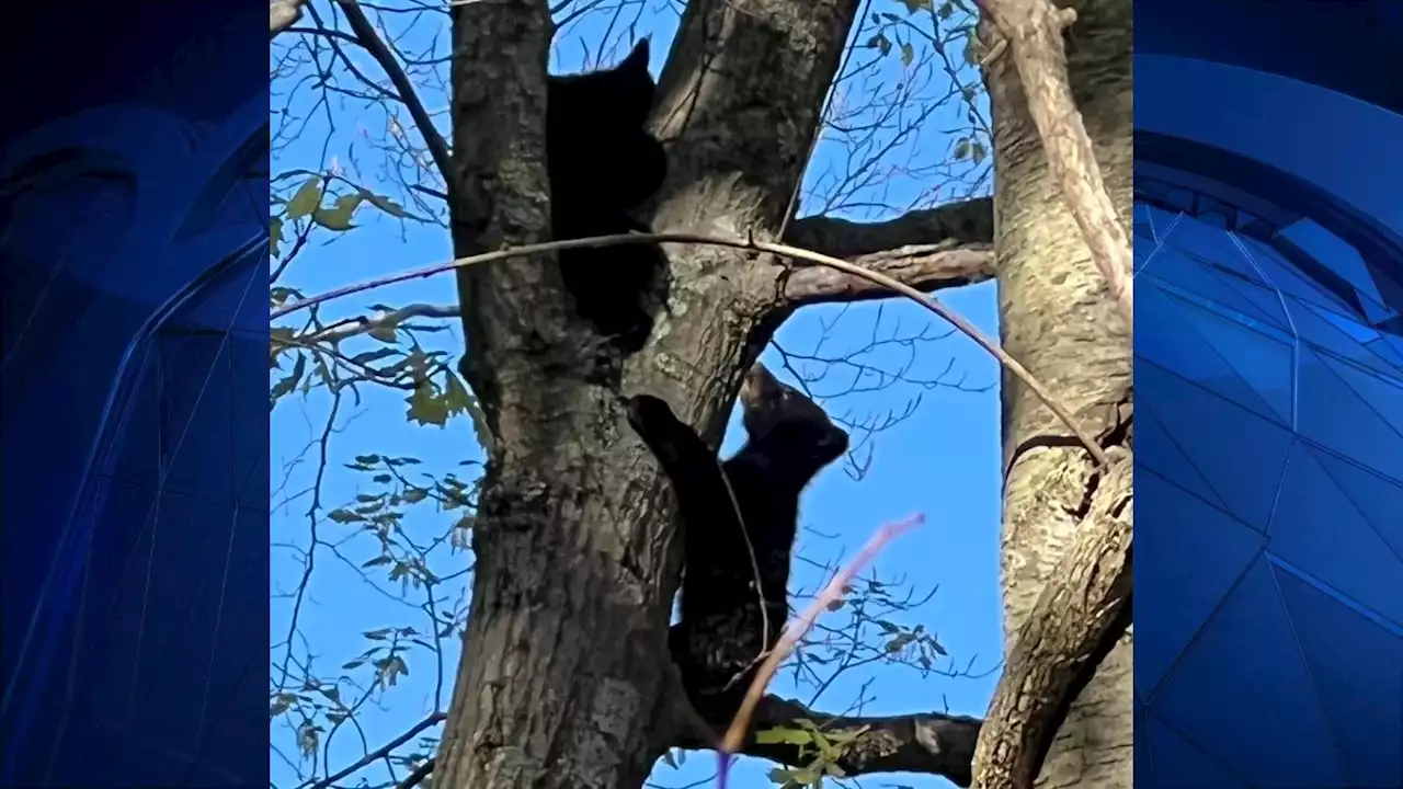 Two Newtown Cubs Found After Mother Bear Was Shot: DEEP