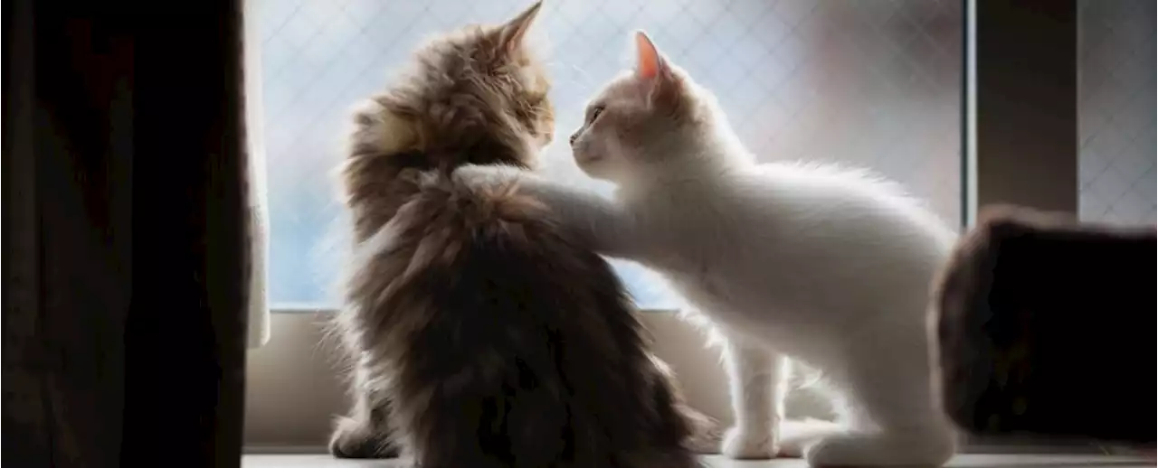 Cats Remember Each Other's Names, Japanese Study Suggests