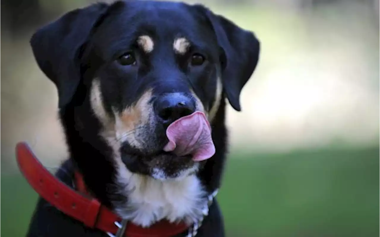 Cani, inchini e sorrisi nel gioco: nuovi dettagli sul loro linguaggio