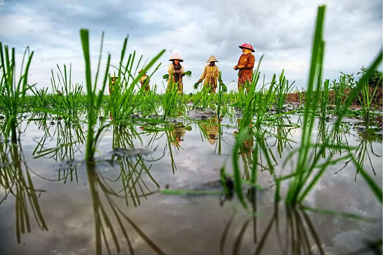 Kedah padi farmers brace for monsoon season