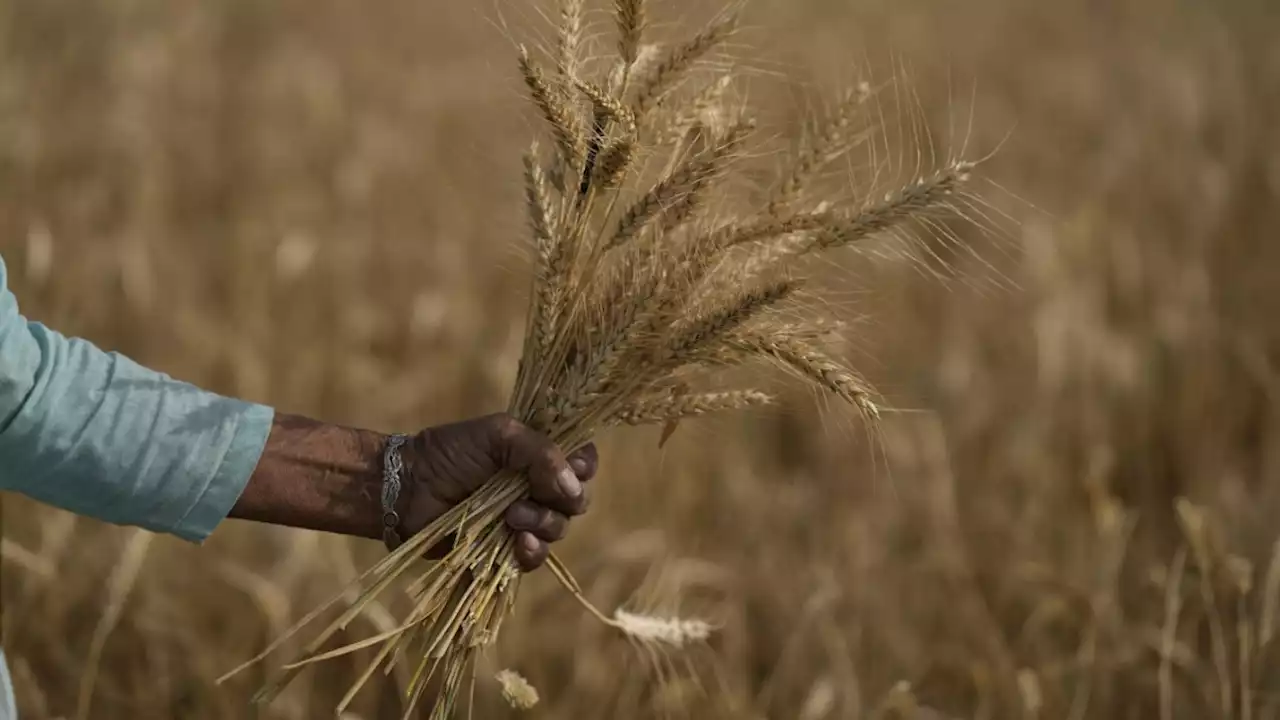 Welternährungslage: Indien verhängt ein Export-Verbot auf Weizen.