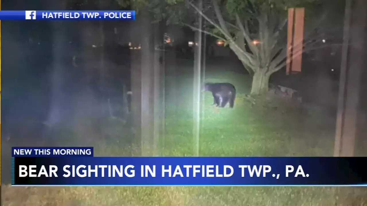 Bear spotted in Hatfield Township, Pa. neighborhood