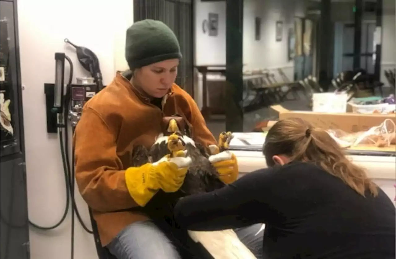 Alaska Raptor Center in Sitka temporarily suspends bird rescues as concerns mount about bird flu - Alaska Public Media