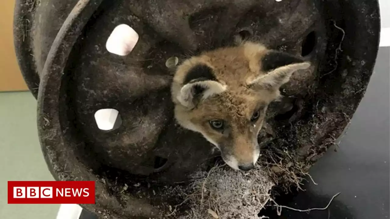 Four fox cubs rescued from old car wheels in a month in London