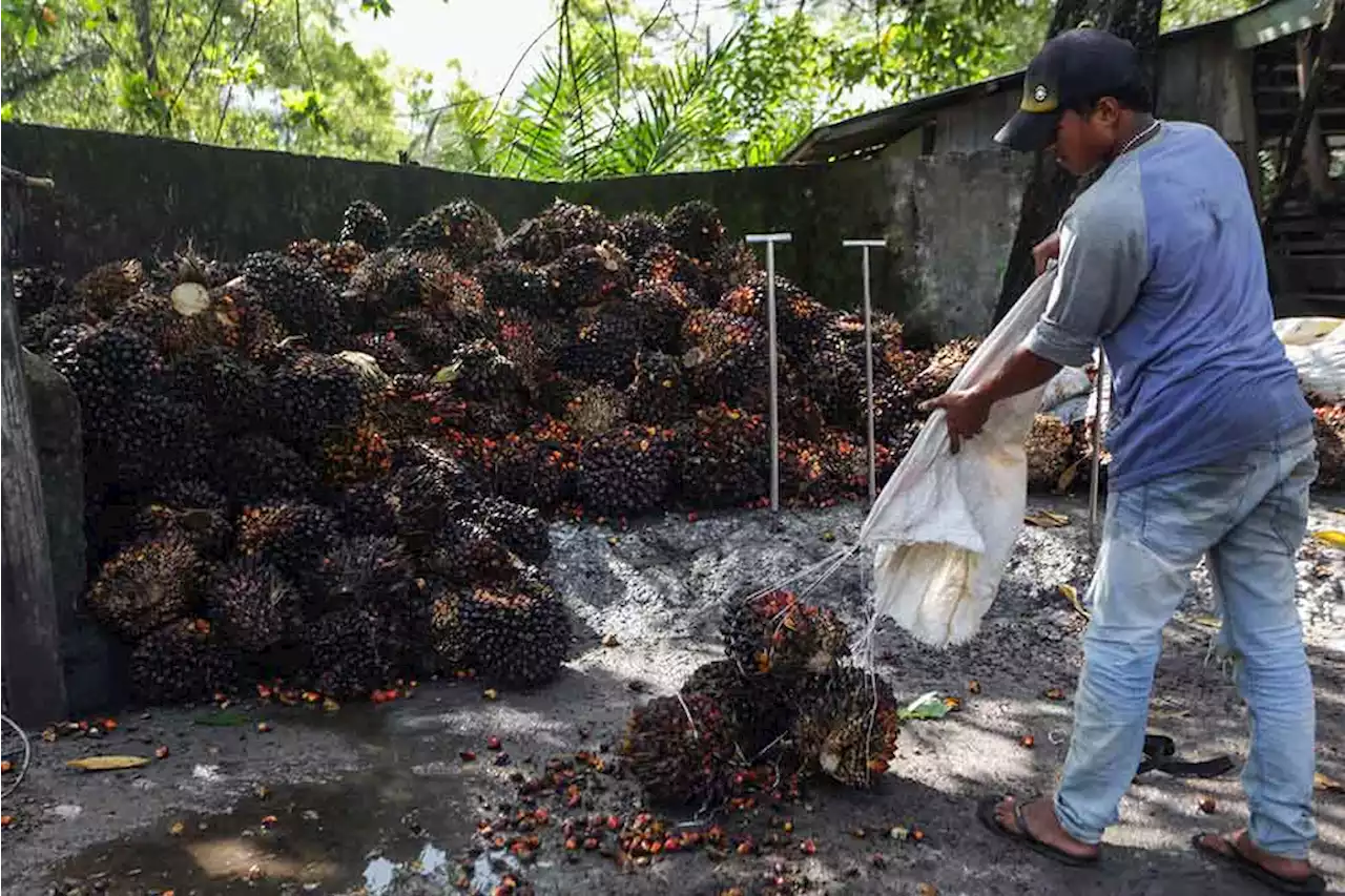 Petani Sawit Demo Besar-besaran di Istana Hari Ini, Bawa 5 Tuntutan | Kabar24 - Bisnis.com