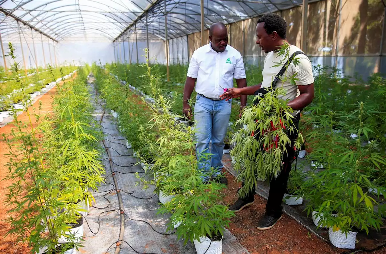 Zimbabwean farmers hope for whiff of cannabis boom | Citypress