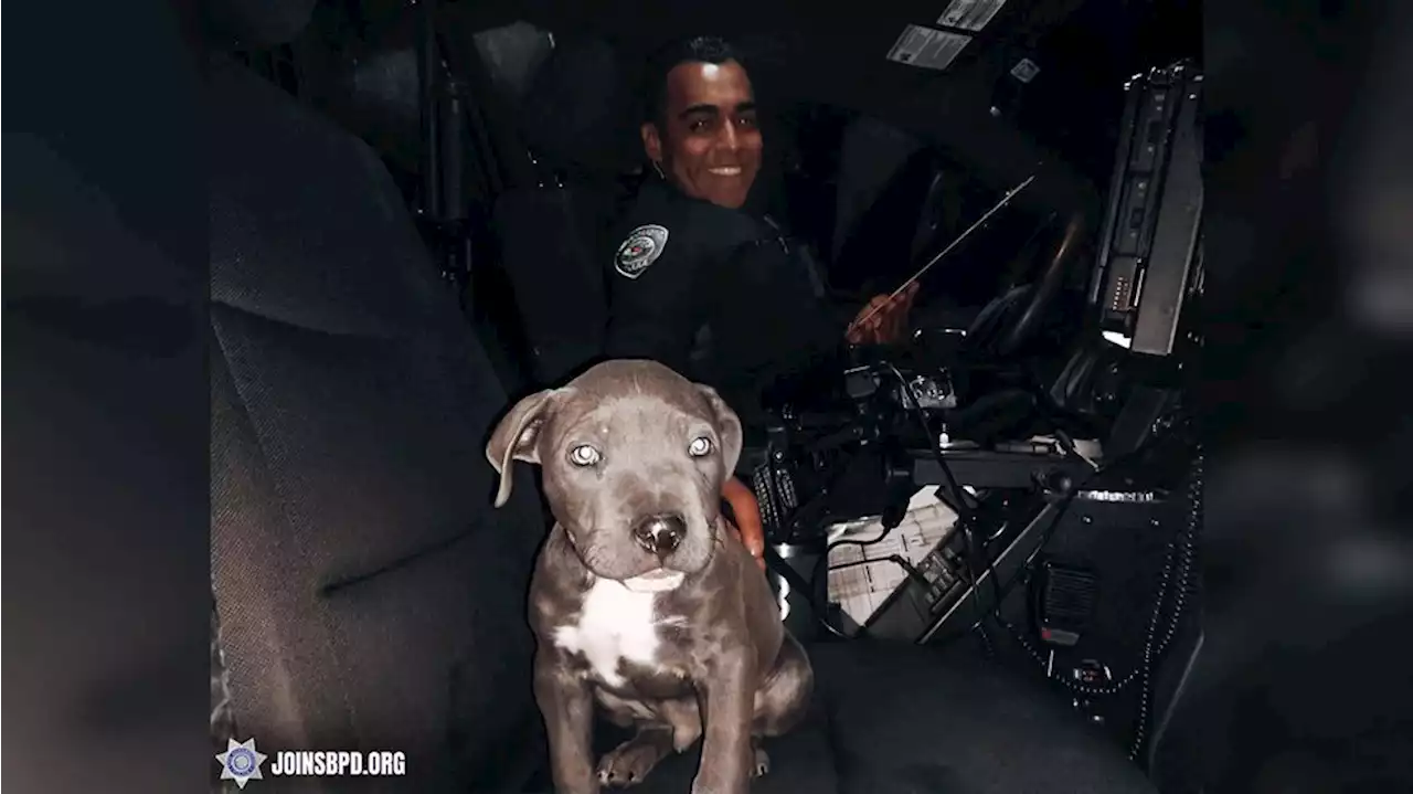 Puppy found in stolen vehicle gets to ride home in police car