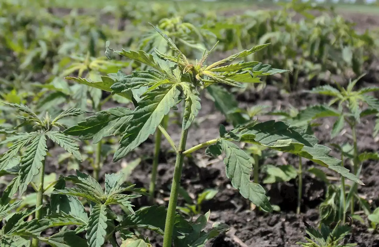 Hemp Processing Program Fails to Make Budget