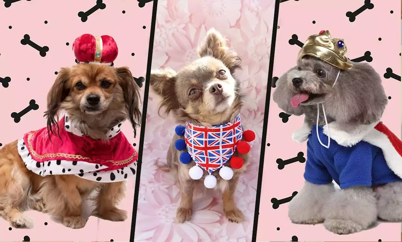 10 Royal Jubilee costumes for dogs for a pawfect celebration