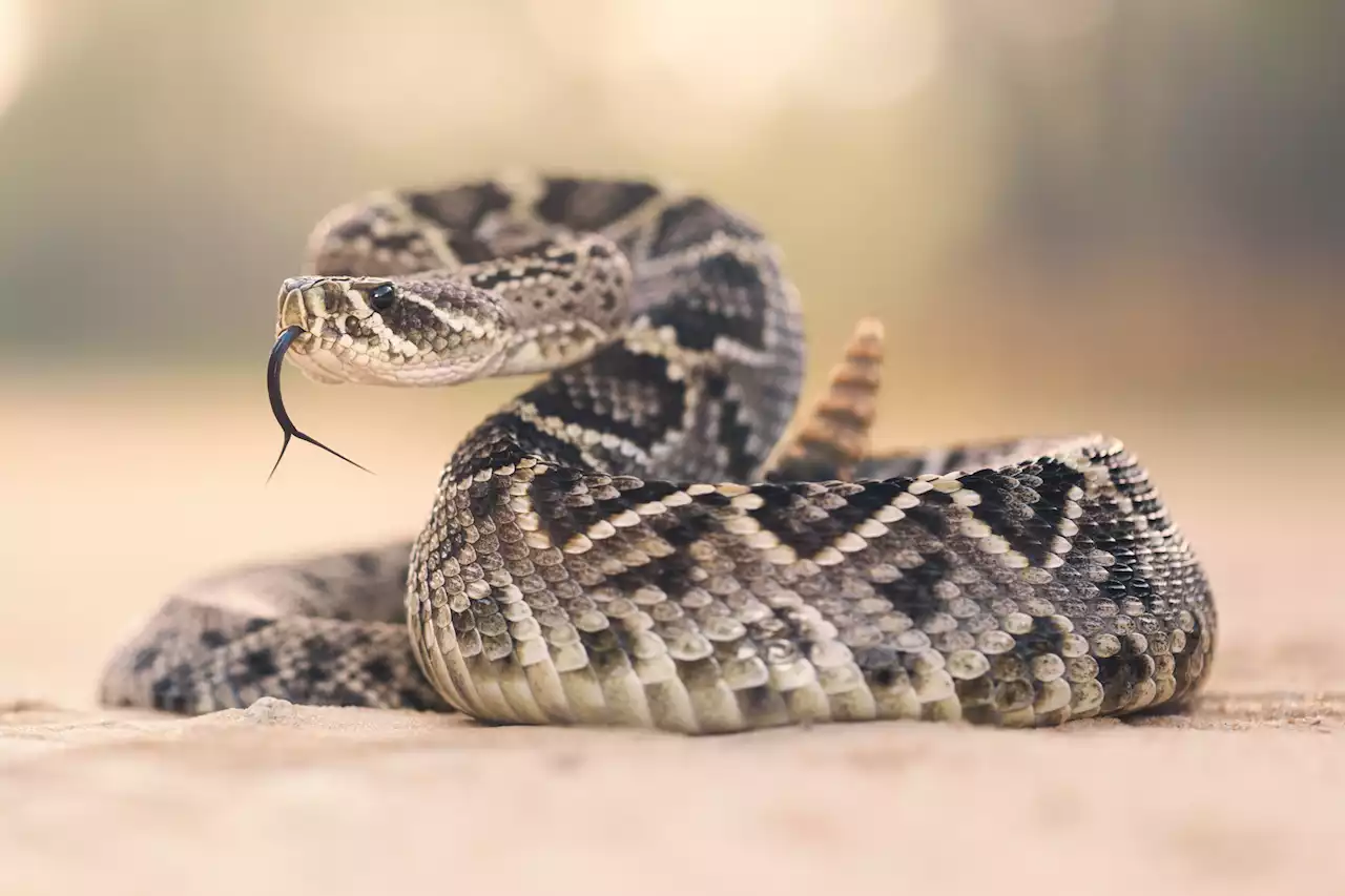 ‘Try to avoid panicking’: Texas residents find family of rattlesnakes in pool noodle