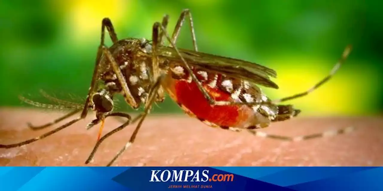 Mengapa di Papua Banyak Malaria?