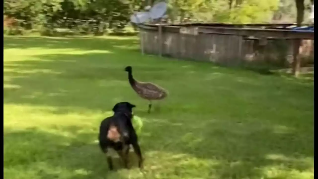 Dog Ava and an emu named Blue taking TikTok by storm