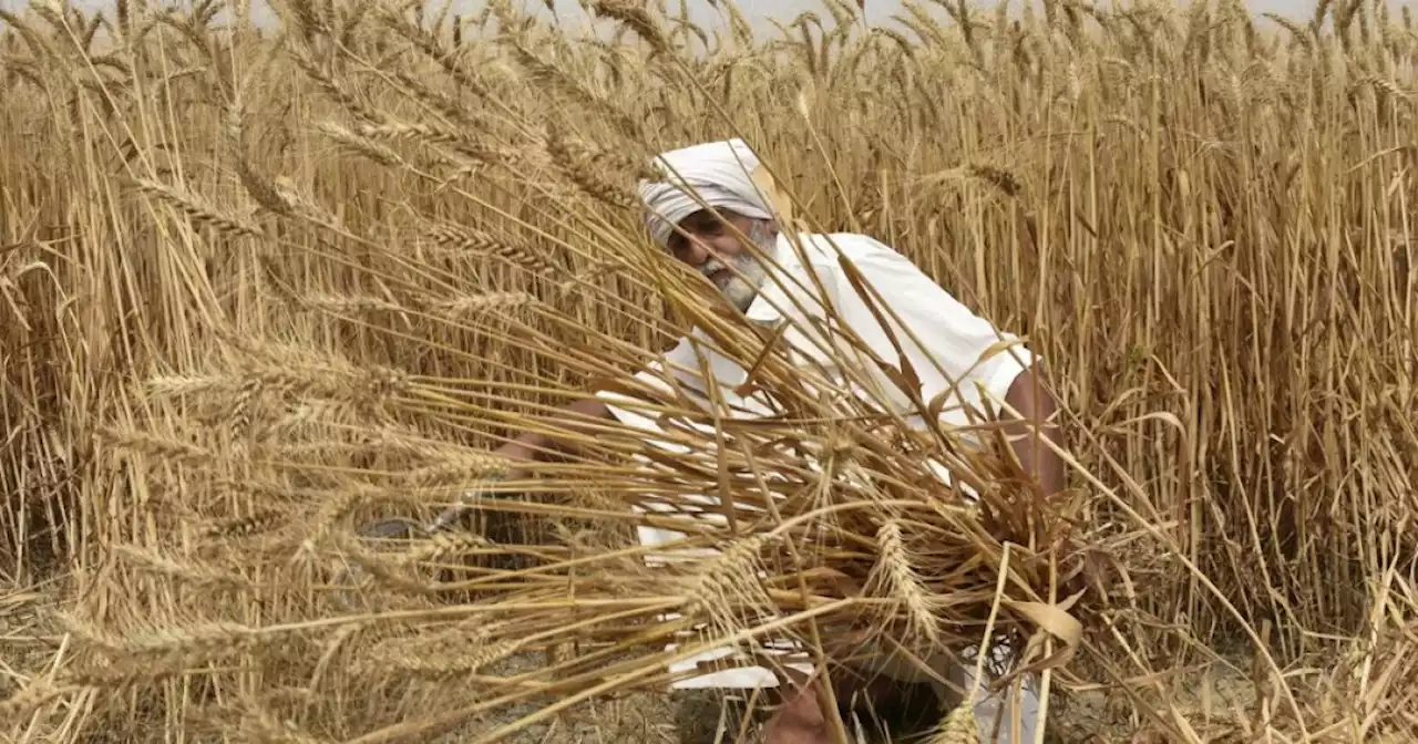 US urges India to reverse ban on wheat exports | Malay Mail