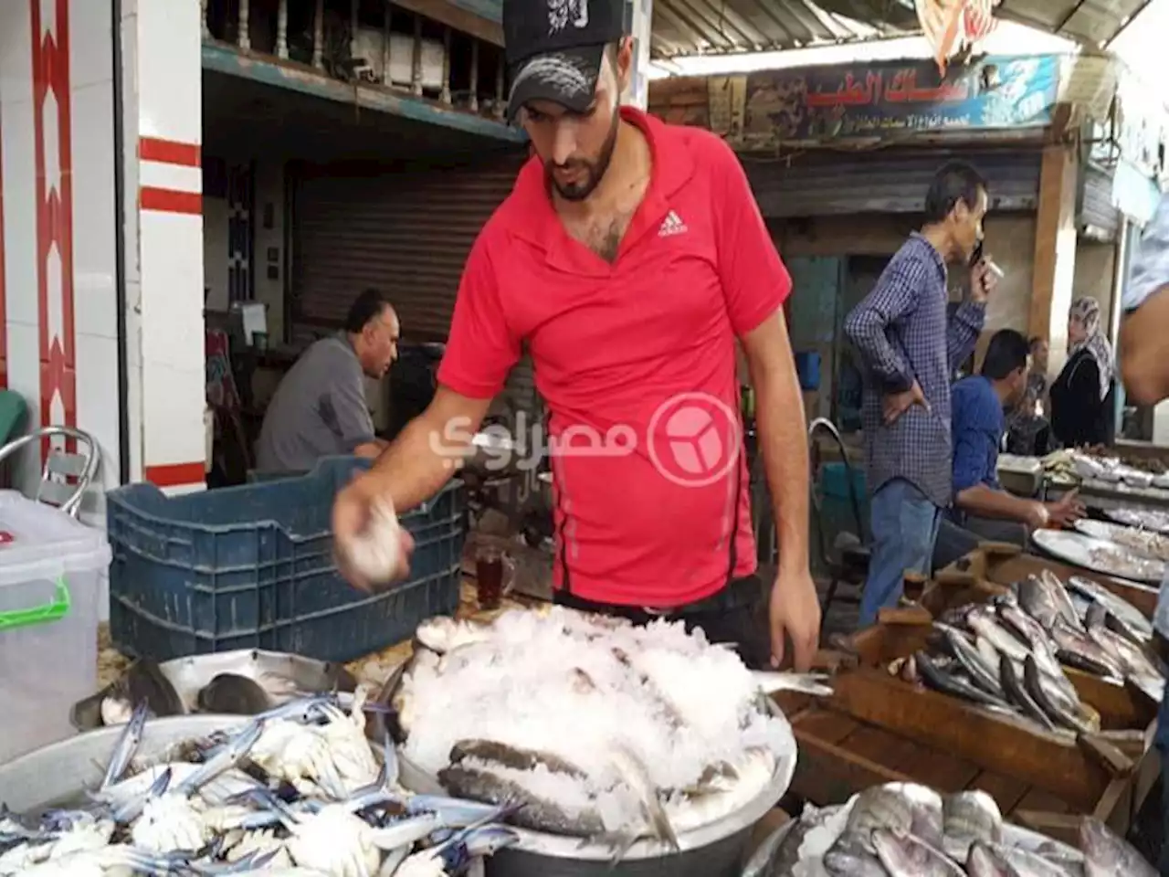 انخفاض البلطي والبوري.. أسعار السمك اليوم في سوق العبور